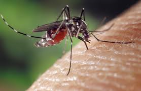 Anzio, zanzara Chikungunya: disinfestazione mirata