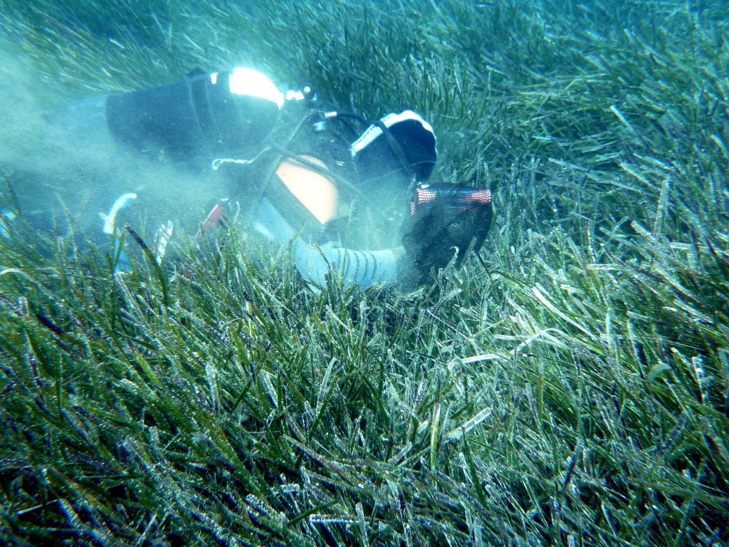 Spiagge a rischio per l’aumento di CO2: possibile calo dei sedimenti