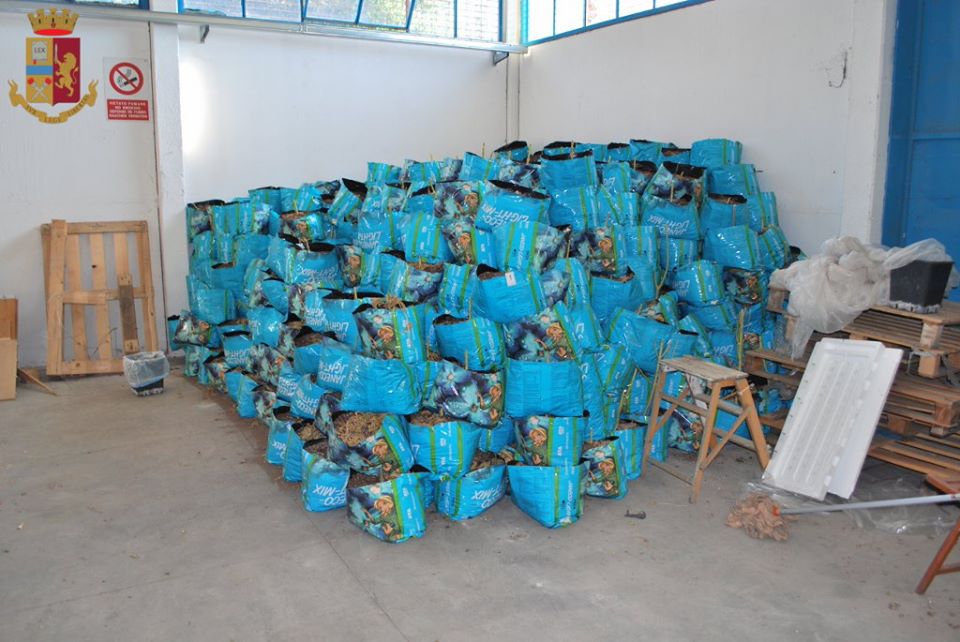 Ardea, maxi sequestro di marijuana: 32 kg trovati in un casolare