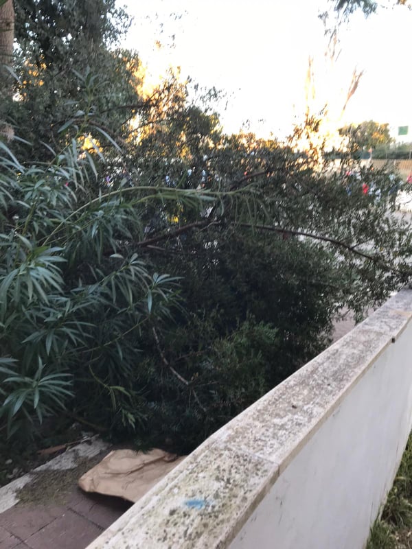 Tor San Lorenzo, un grosso ramo crolla sulla rampa di accesso per gli alunni disabili (FOTO)