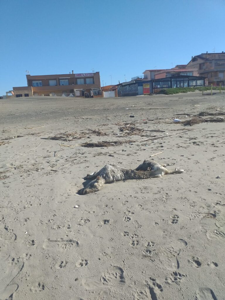Ardea, rimosse le 4 carcasse di ovini rinvenute sulla spiaggia