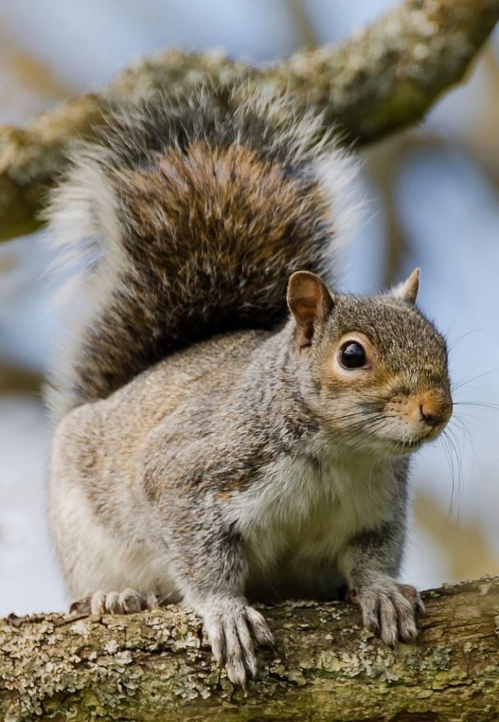 Emilia Romagna, Caramanica(RA): “Su soppressione scoiattolo grigio Regione illogica e fuori luogo”