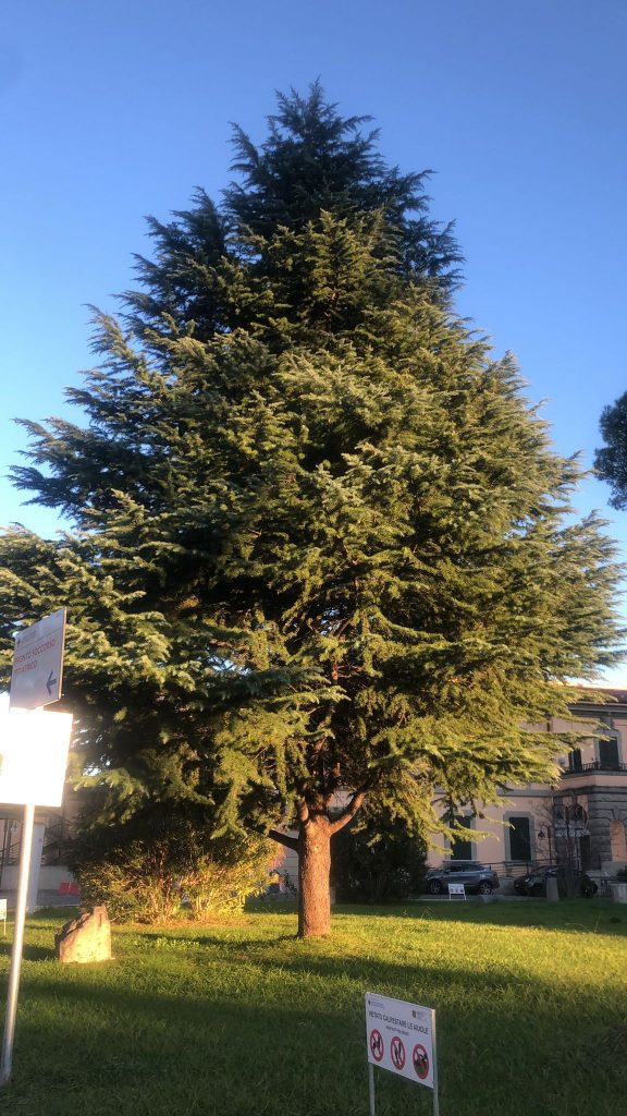 ROMA, GESTI D’AMORE AL SAN CAMILLO: ECCO L’ALBERO DI NATALE DI ASSOTUTELA & CO