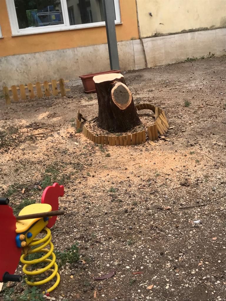 Ciampino, al via messa in sicurezza alberature pericolanti