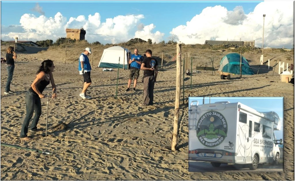 I BIOLOGI DEL “TARTALAZIO” TRASFERISCONO LE UOVA DELLE TARTARUGHE DALLA SPIAGGIA DI ARDEA AD UN INCUBATRICE DI MINTURNO (LT)