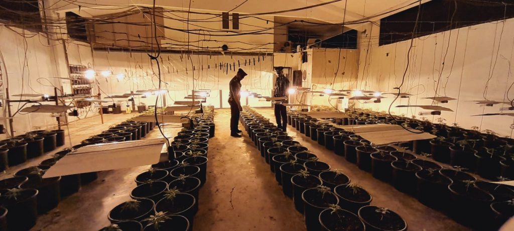 Roma, carabinieri scoprono una piantagione di marijuana: arrestato un 37enne