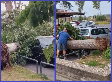ARDEA – NUOVA FLORIDA: IL FORTE VENTO ABBATTE DUE ALBERI CHE CADONO SU DEI VEICOLI