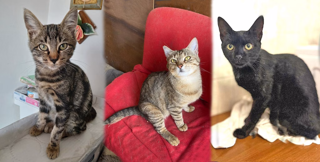 SuperCat Show 2024