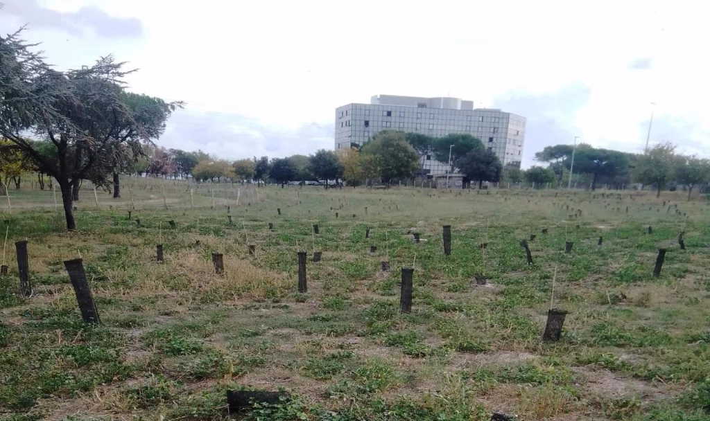 La riforestazione del PNRR si trasforma in un “cimitero di alberi” anche nel V Municipio di Roma Capitale: la denuncia di Doria