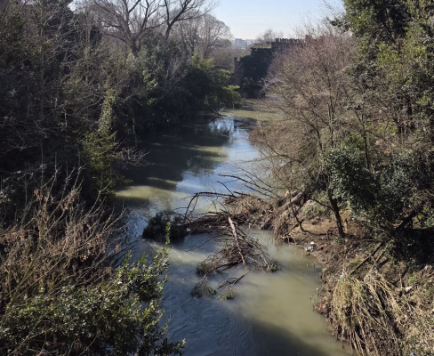 L'albero crollato nel Fiume a Roma