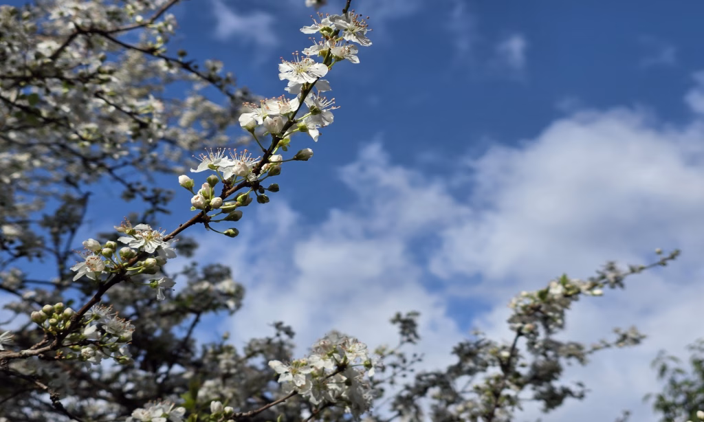 Roma, in arrivo l’anticiclone con un assaggio di primavera: tra gelate e sole