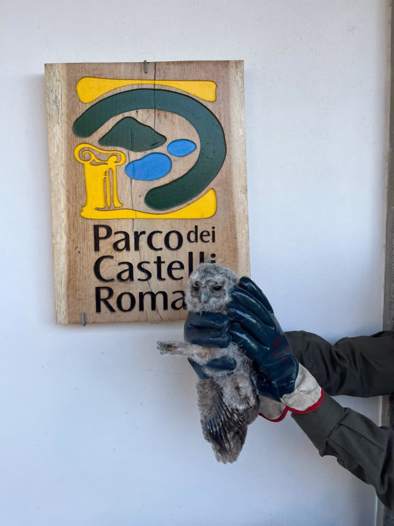 Un piccolo allocco è stato recuperato dai Guardiaparco nel territorio di Frascati