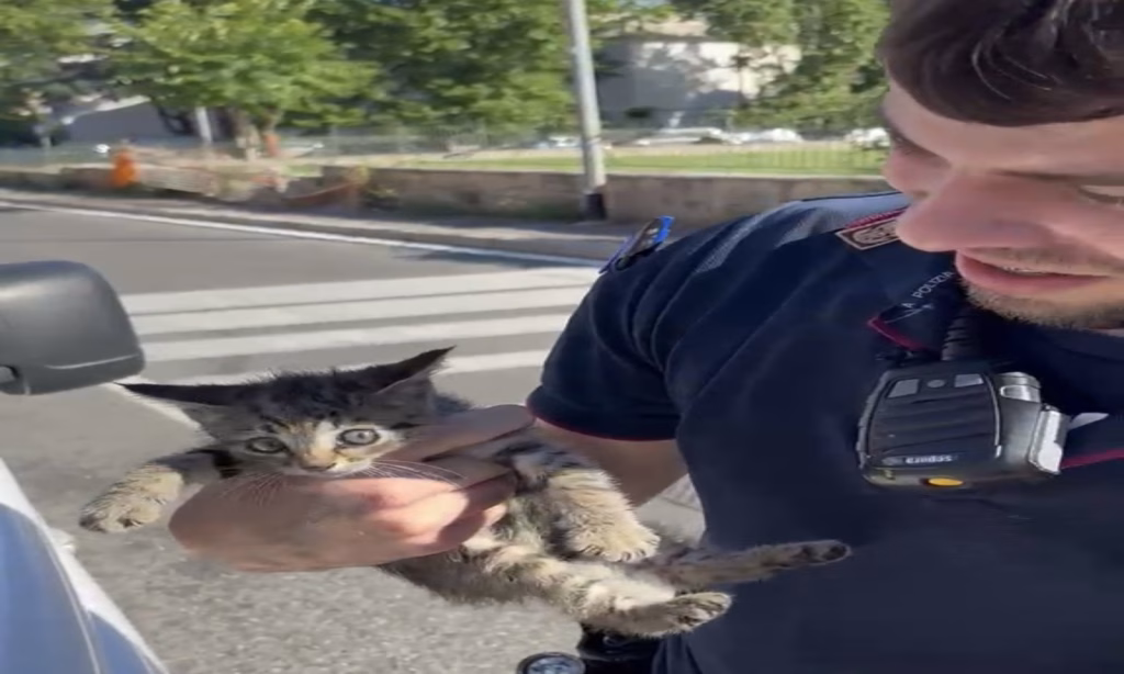 Roma, la Polizia di Stato salva un gattino finito nel motore di un furgone a San Basilio (FOTO)