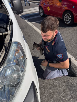 Gattino salvato a Roma